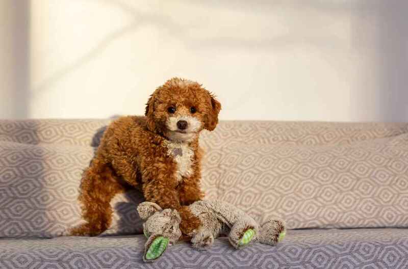 Милый пудель