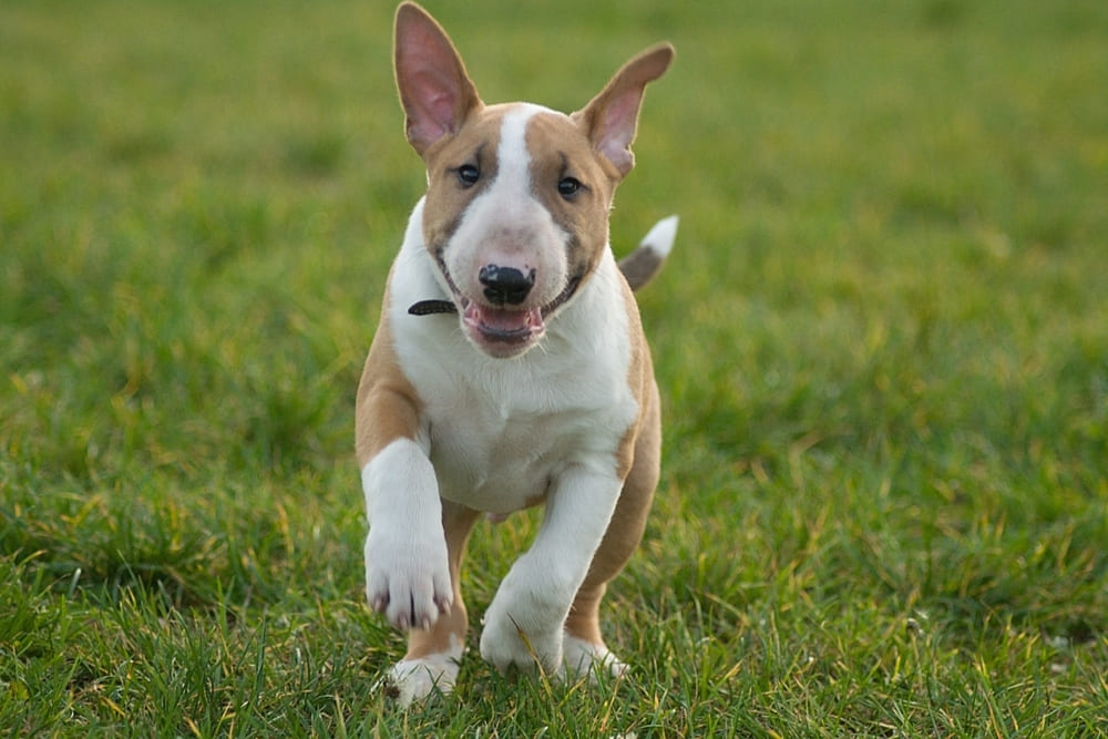 Бультерьер нуждается в регулярных выгулах