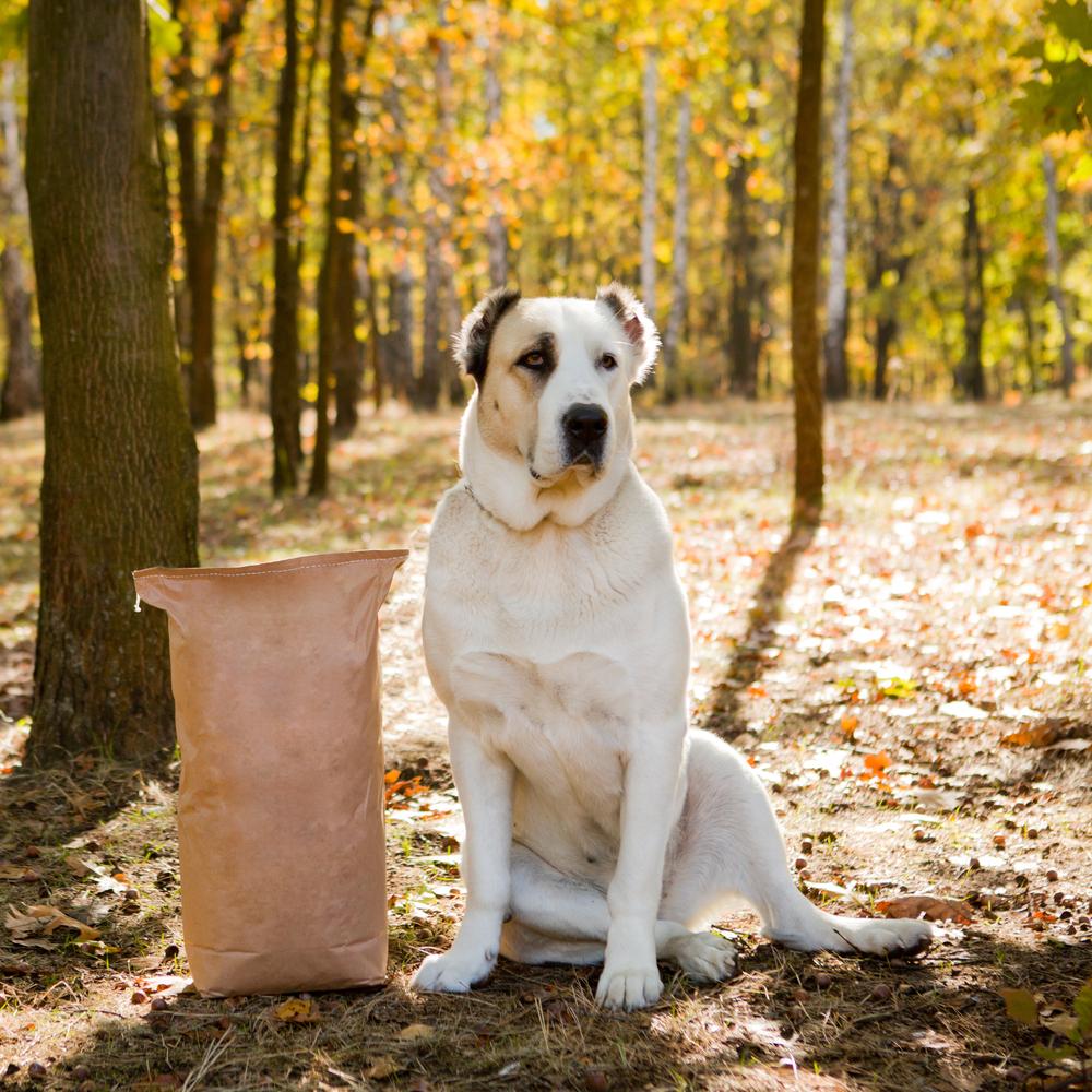 Обзор подходящих кормов для алабаев Обзор подходящих кормов для алабаев