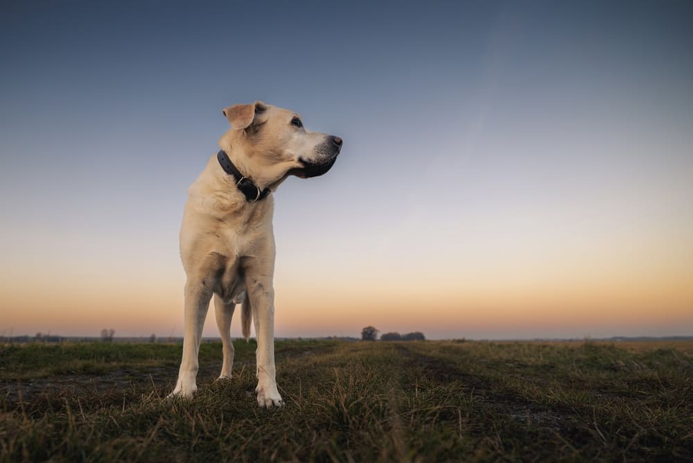 Заболевания влияют на то, сколько лет проживет лабрадор