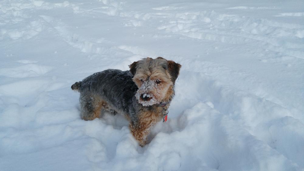 История происхождения йоркипу