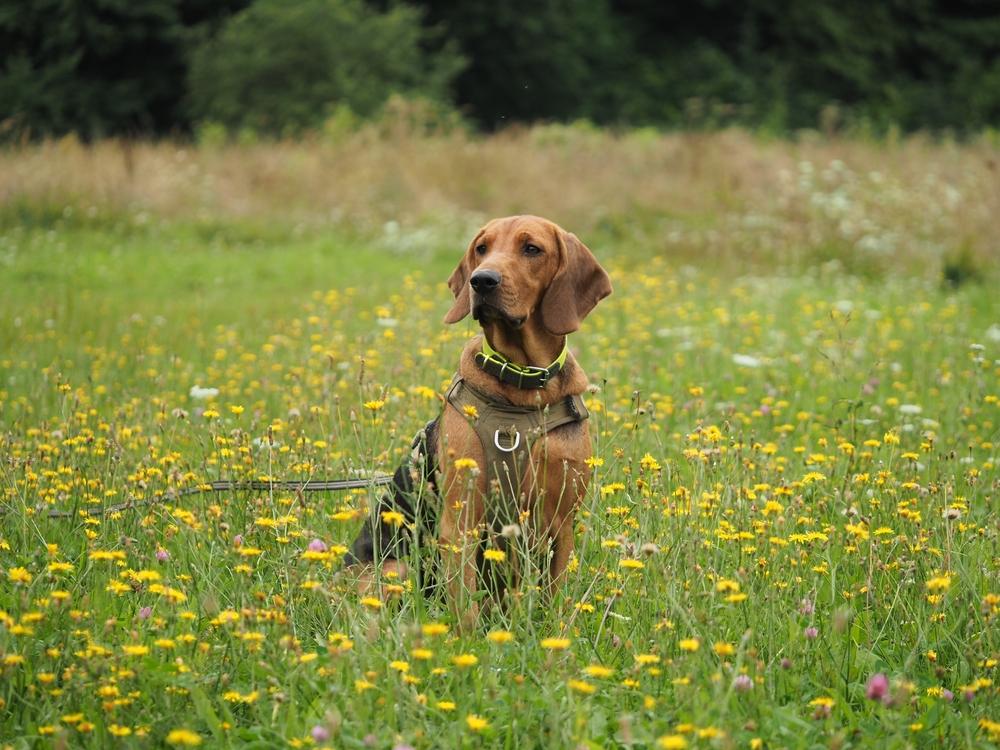 Содержание польского огара