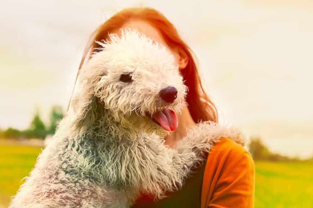 Бедлингтон нуждается в гигиене