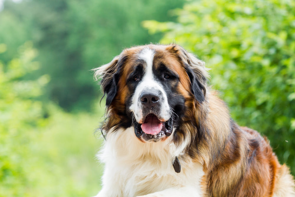 Важно, сколько периодов проживает московская сторожевая