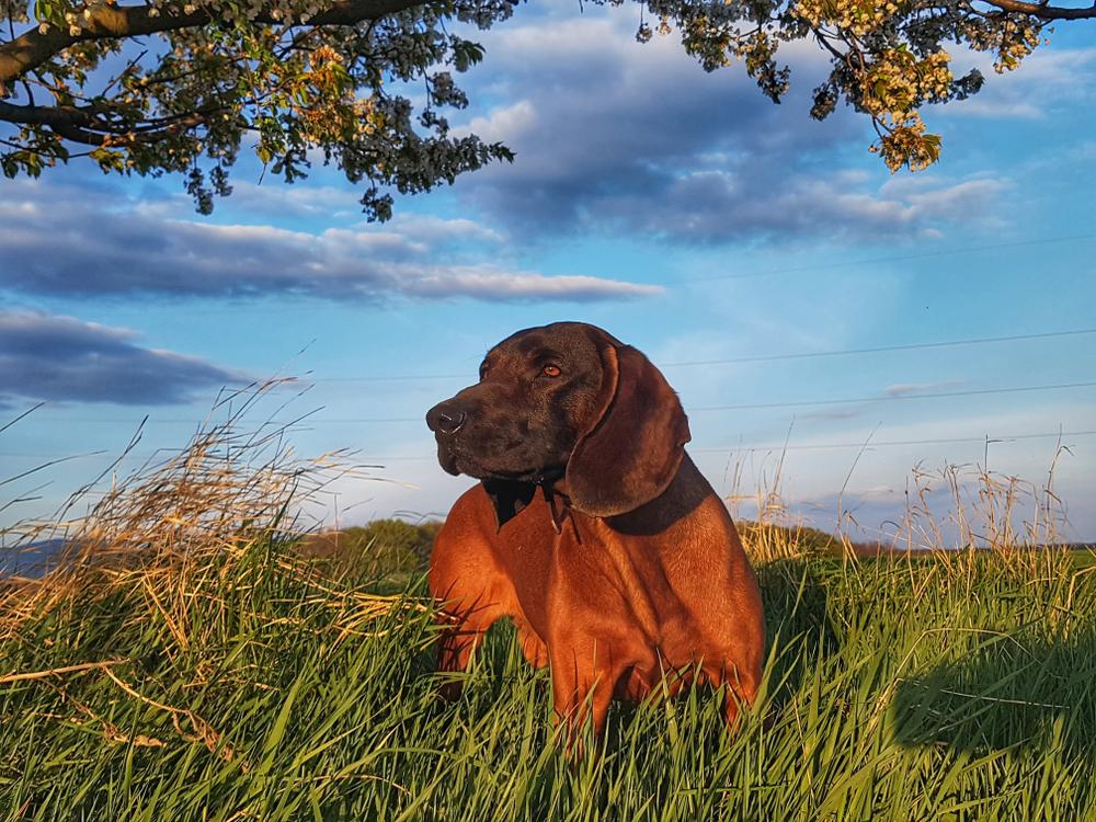 Уход за баварской горной гончей