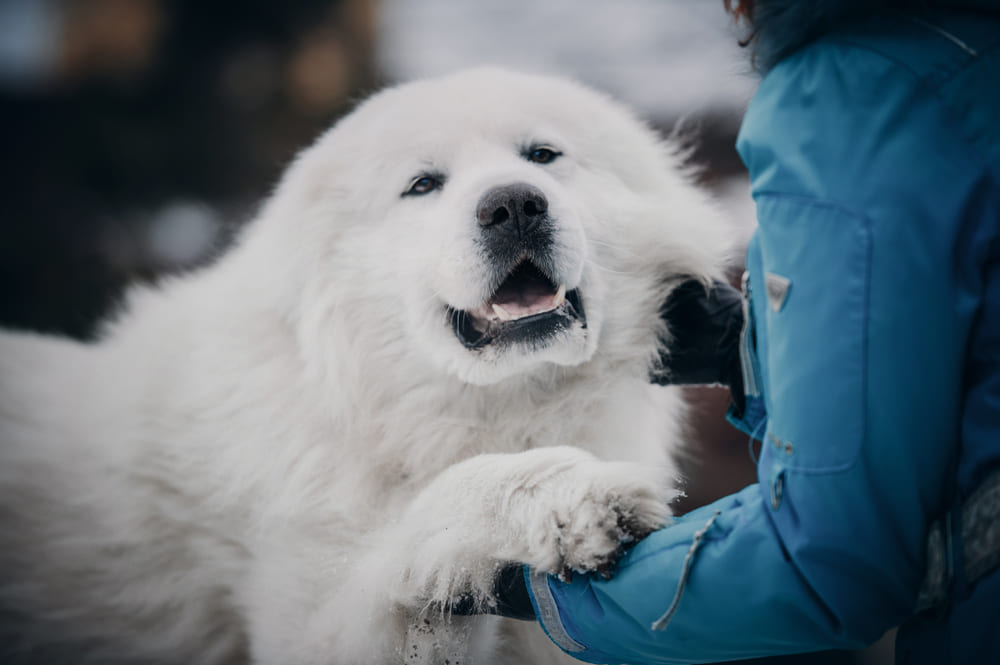 Мареммо-абруццкая овчарка имеет характерные болезни