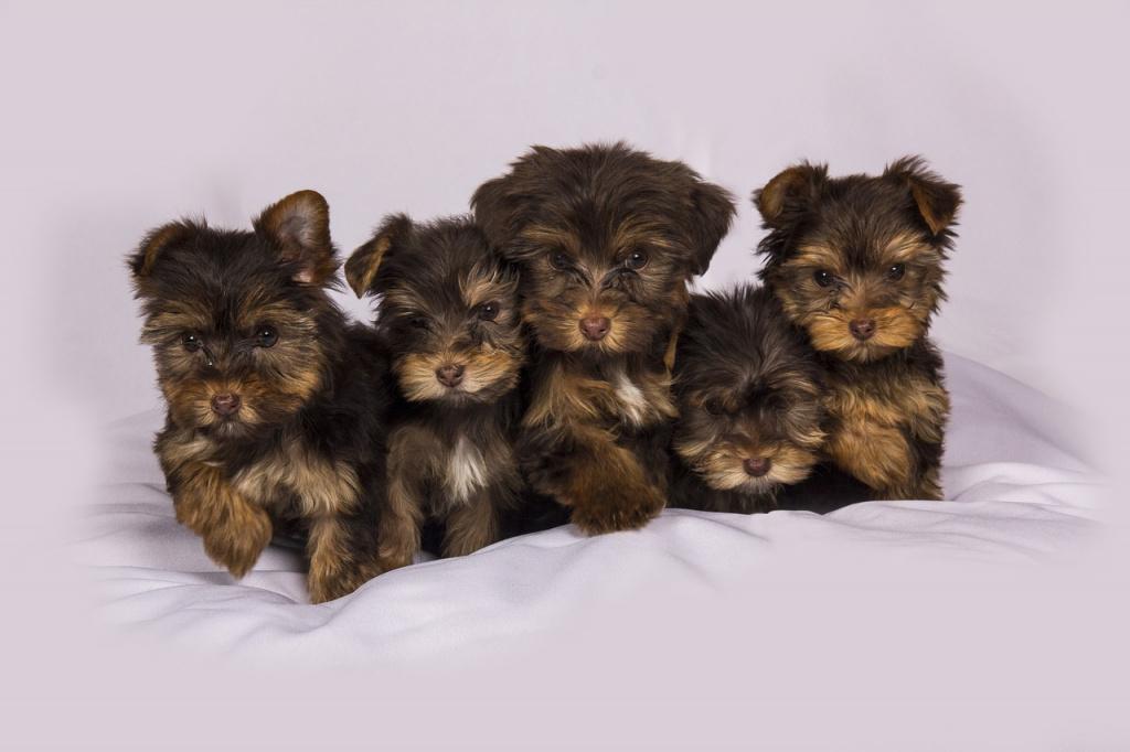 Опасность кокцидиоза для собак Опасность кокцидиоза для собак