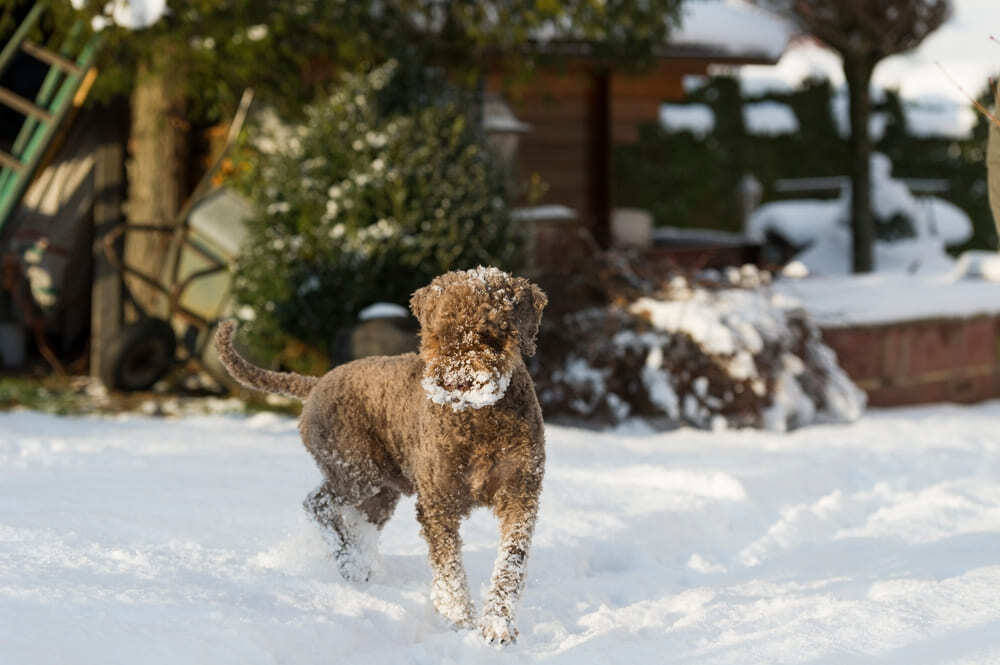 Лаготто романьоло нуждается в обработках и прививках