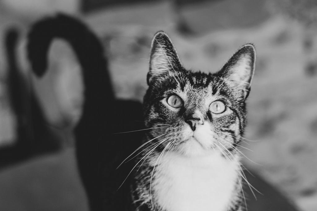 Опасны ли власоеды у кошки для других питомцев Опасны ли власоеды у кошки для других питомцев