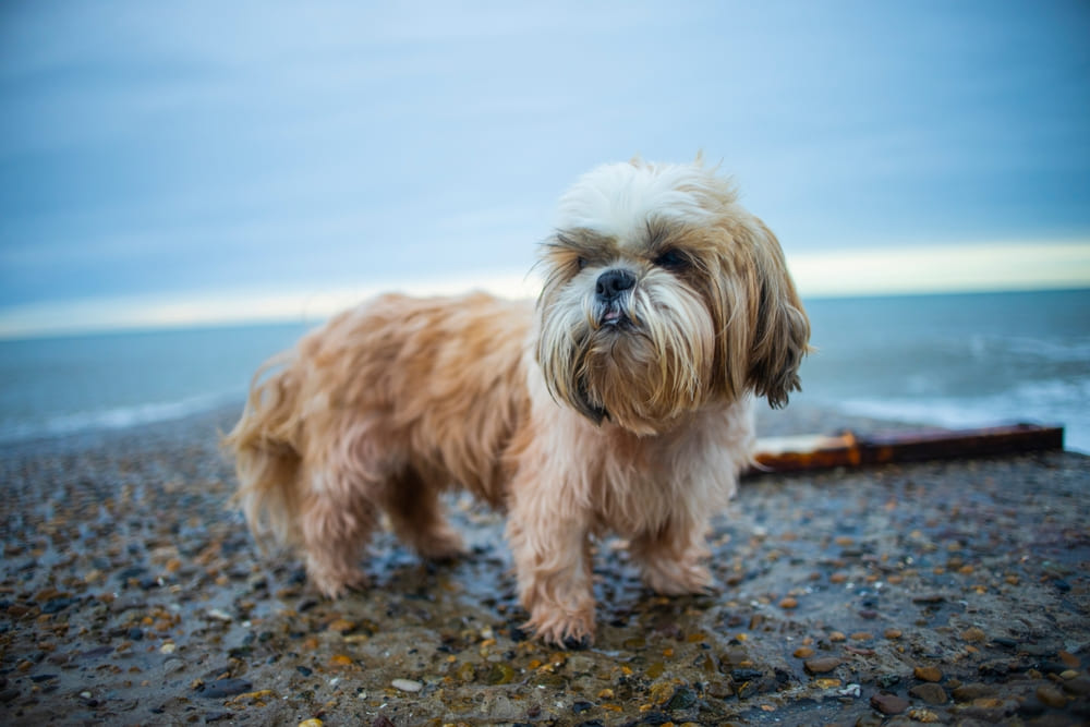 Первая течка у ши-тцу свидетельствует о половом созревании собаки