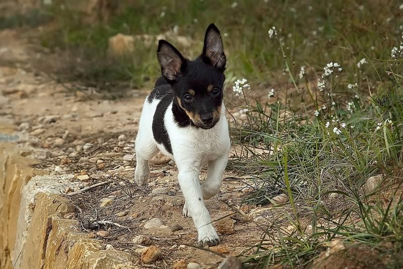 Рабочие норные породы собак: валенсийский ратер