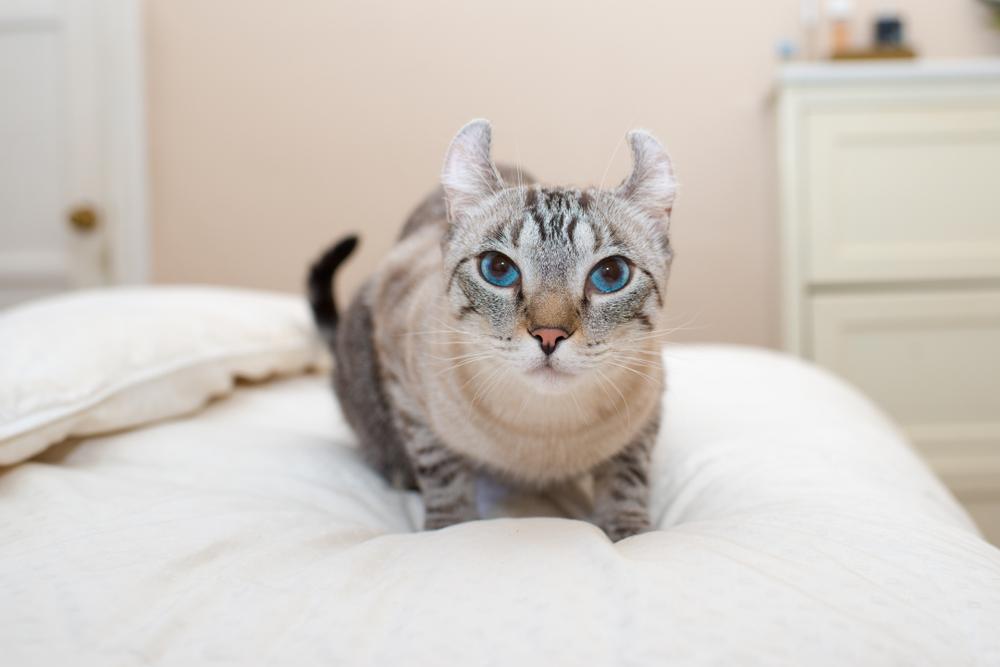 породы кошек из Америки: американский керл породы кошек из Америки: американский керл