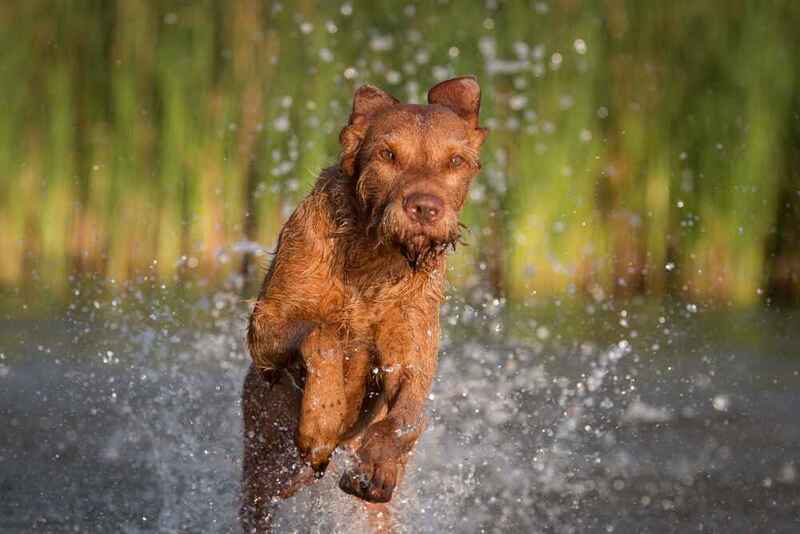 Венгерская выжла относится к легавым