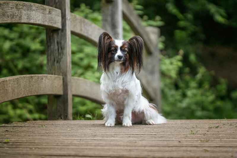 Вес папильона может быть чрезмерным