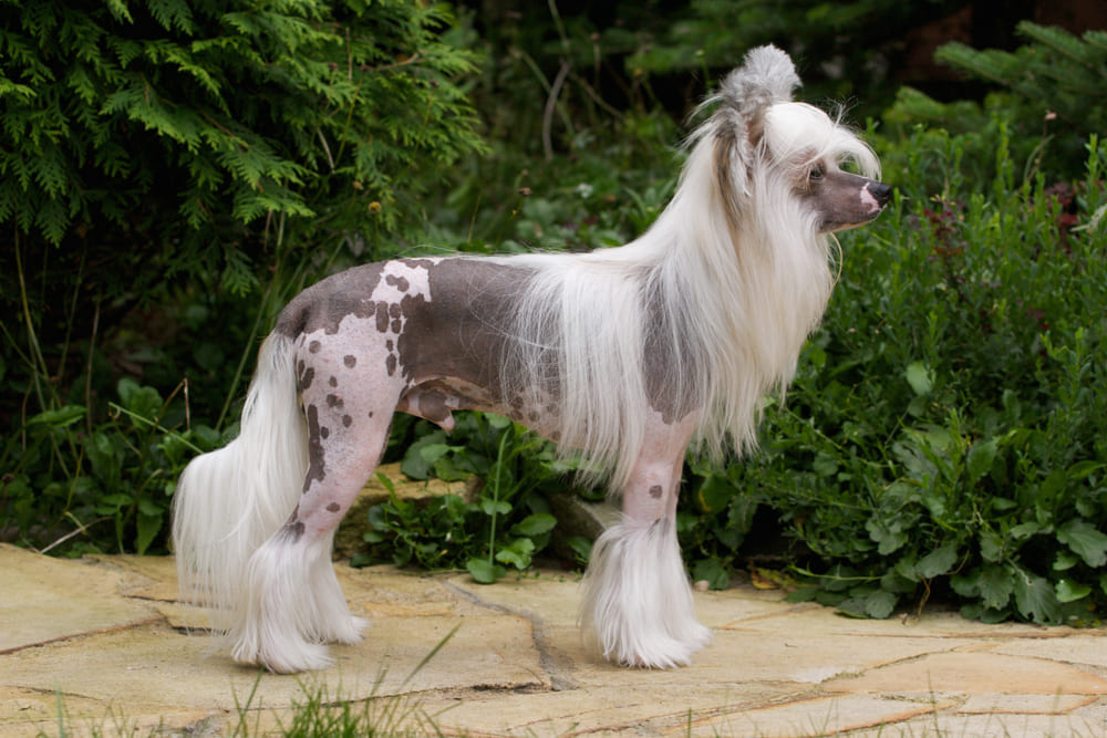 Вакцинировать китайских хохлатых собак нужно по графику