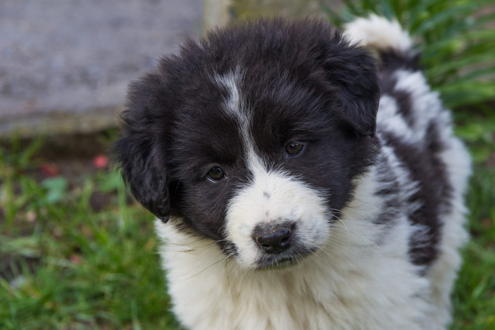 У болгарских овчарок нет характерных болезней