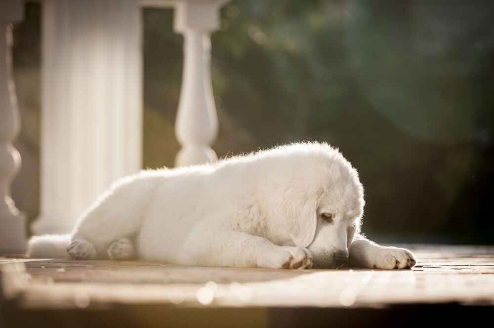 Это щенок словацкого чувача