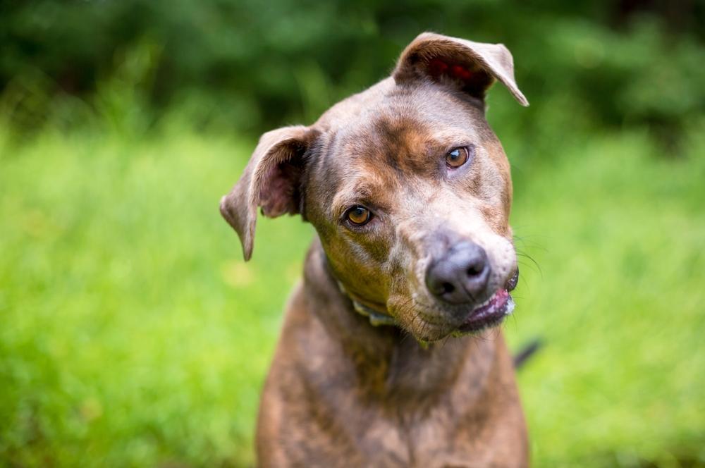 Это не злой, а дружелюбный питбультерьер