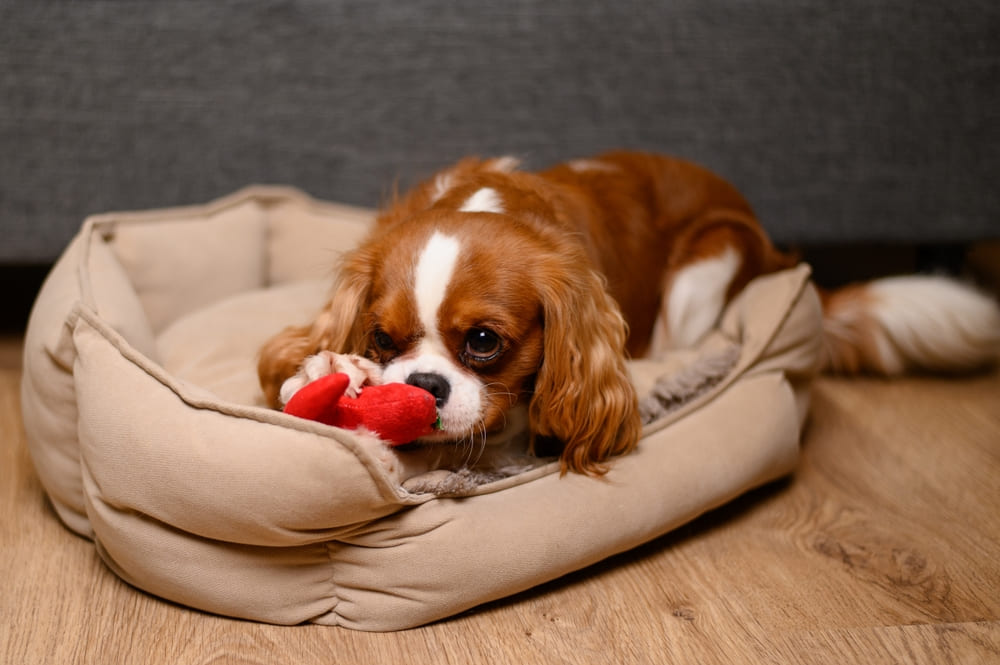Течка у спаниеля свидетельствует о половом созревании собаки