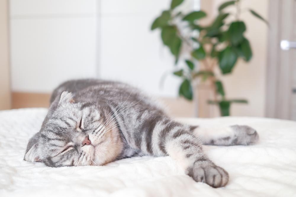 Неприхотливые породы кошек для квартиры: шотландская кошка