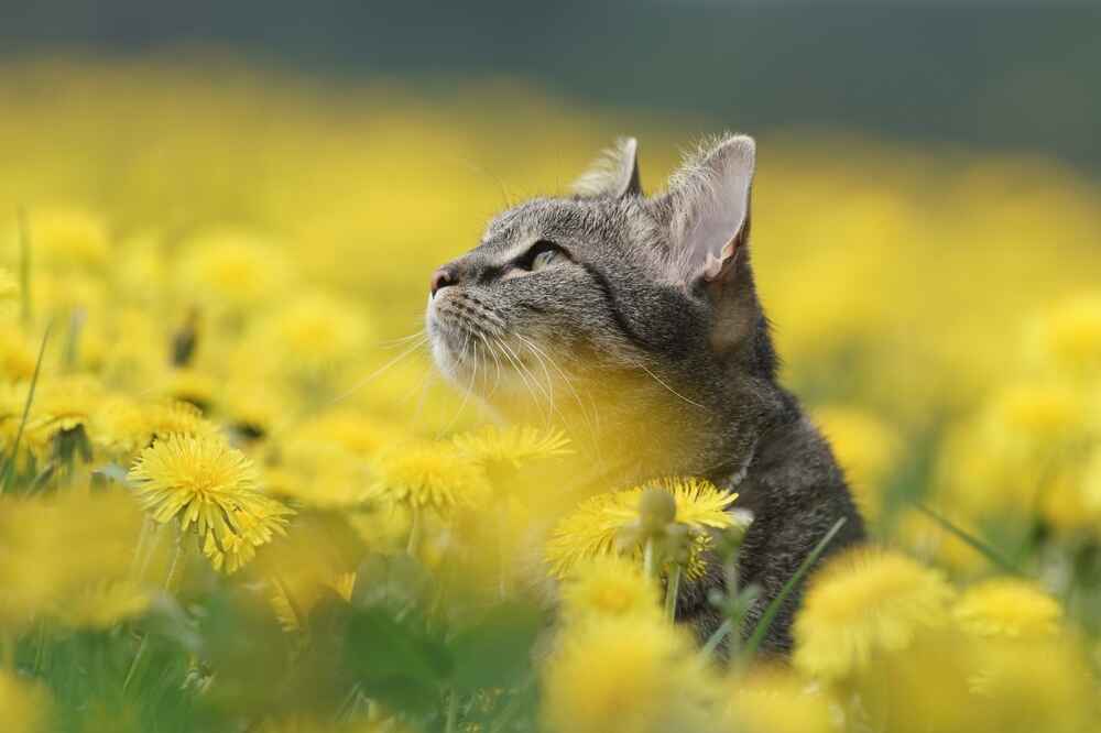 Самолечение влияет на то, сколько проживет европейская кошка