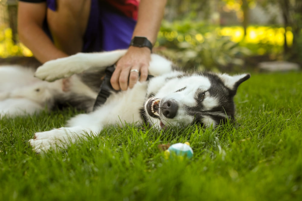 То, сколько прожил хаски, можно сравнить с возрастом человека