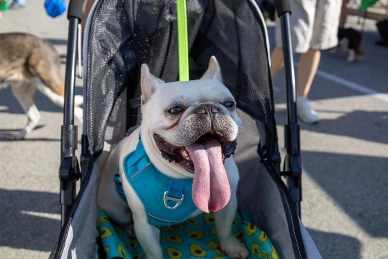 Как исключить аллергию на французского бульдога?