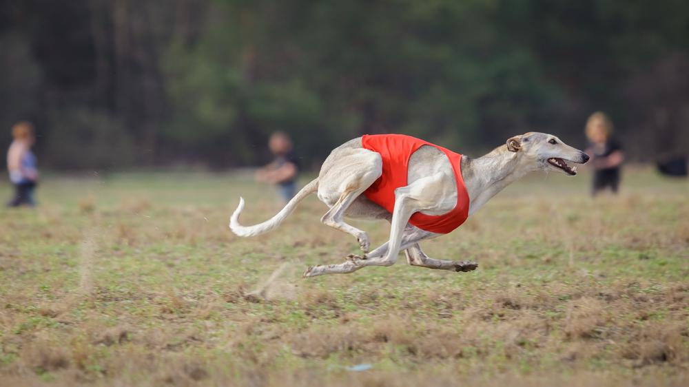 Дрессировка русской хортой борзой