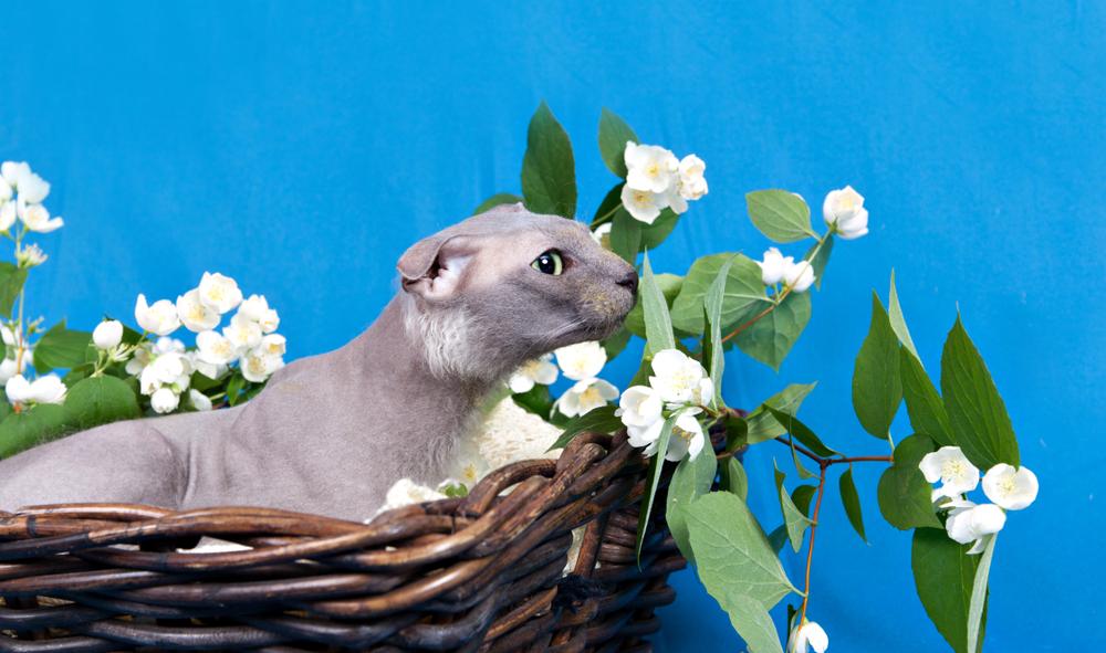 воспитание украинского левкоя