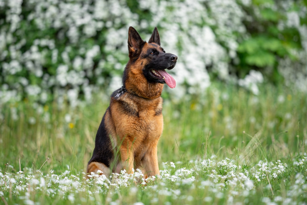 Течка у немецкой овчарки проходит циклично