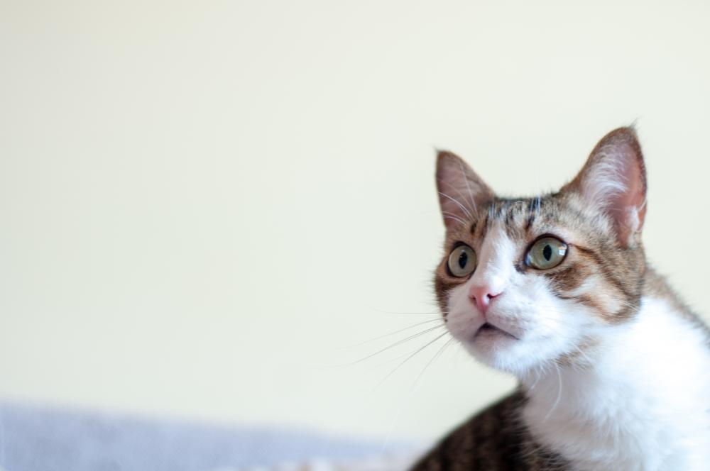 Здоровье бразильской короткошерстной 