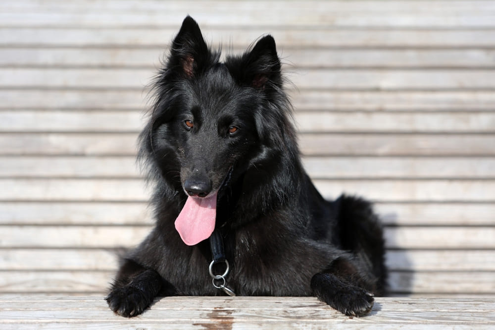 Грюнендаль относится настороженно к чужакам