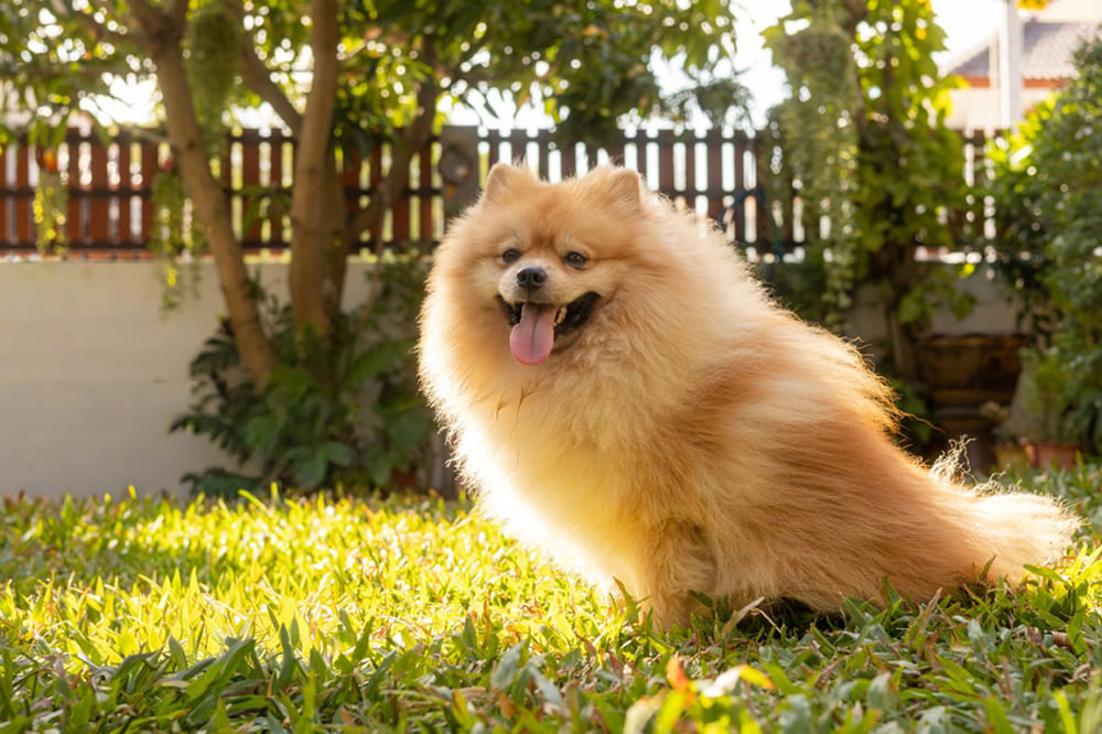 Померанские шпицы нуждаются в обработках от паразитов