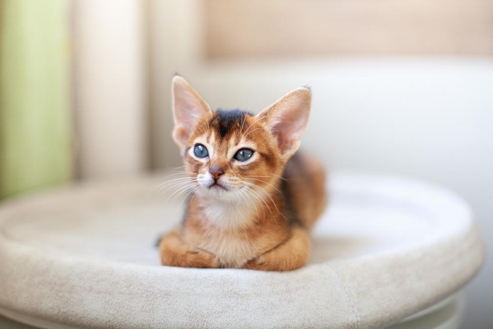 Абиссинская кошка – гипоаллергенная или нет?