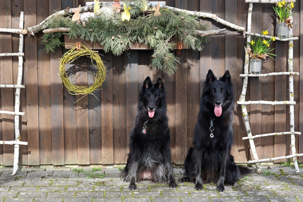 Приобретать грюнендаля лучше в питомнике