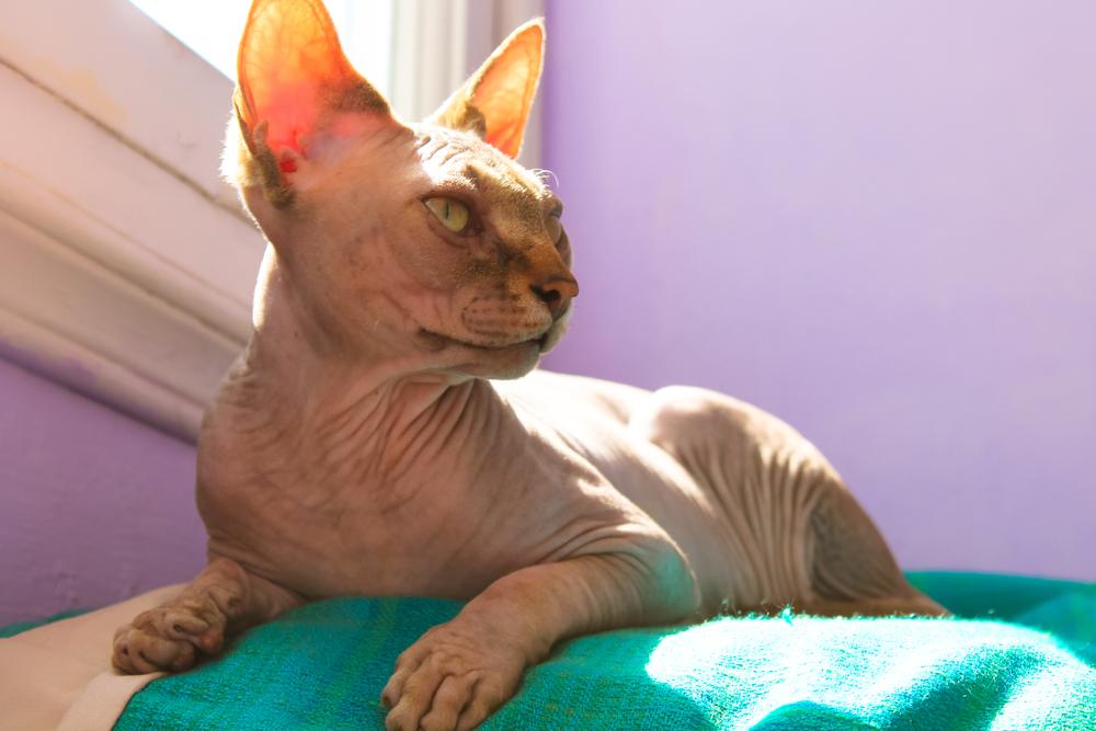 ТОП самых дорогих домашних кошек: канадский сфинкс