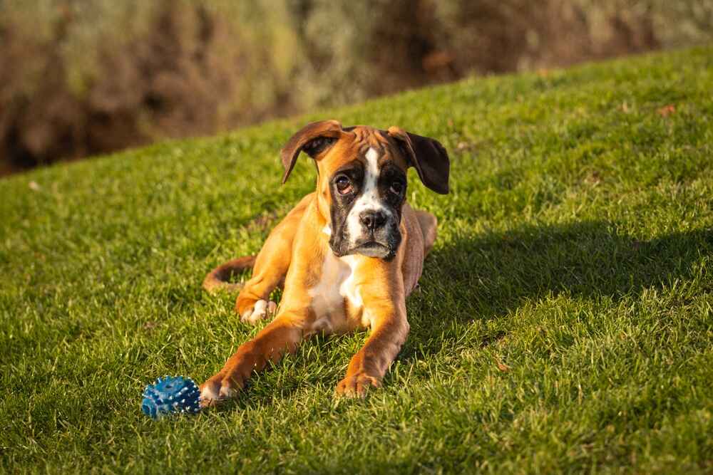 Владельцу важно понимать, сколько этапов взросления проживает собака боксер