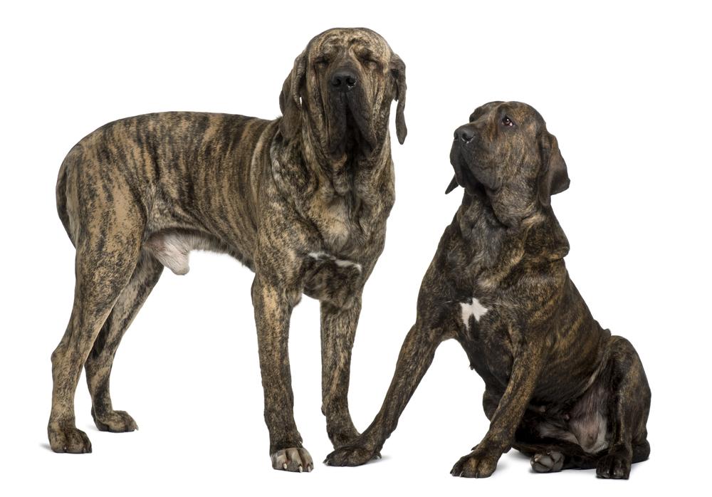 Vzhled Fila Brasileiro