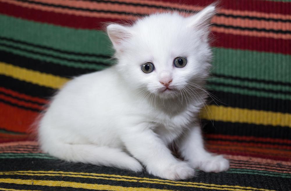 Советы по выбору котенка турецкой ангоры