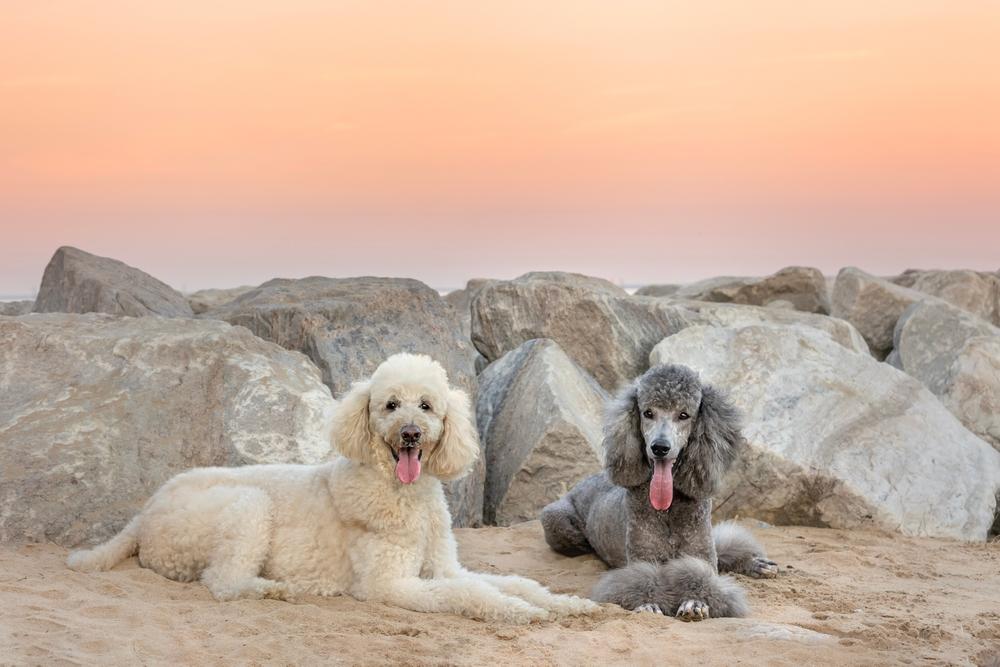 Так выглядит стандартный пудель