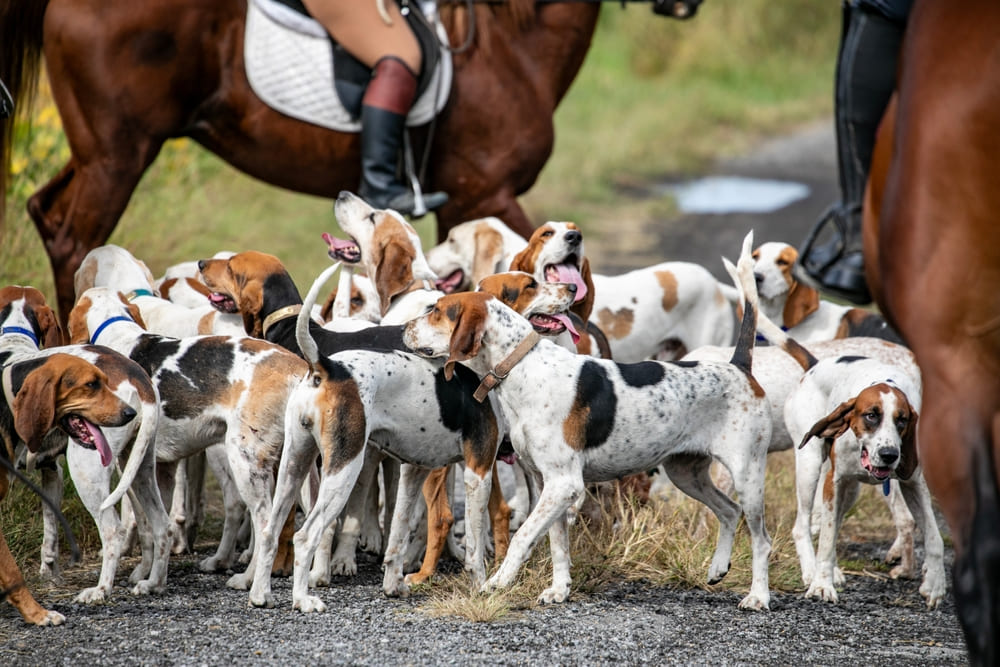 Собаки фоксхаунды