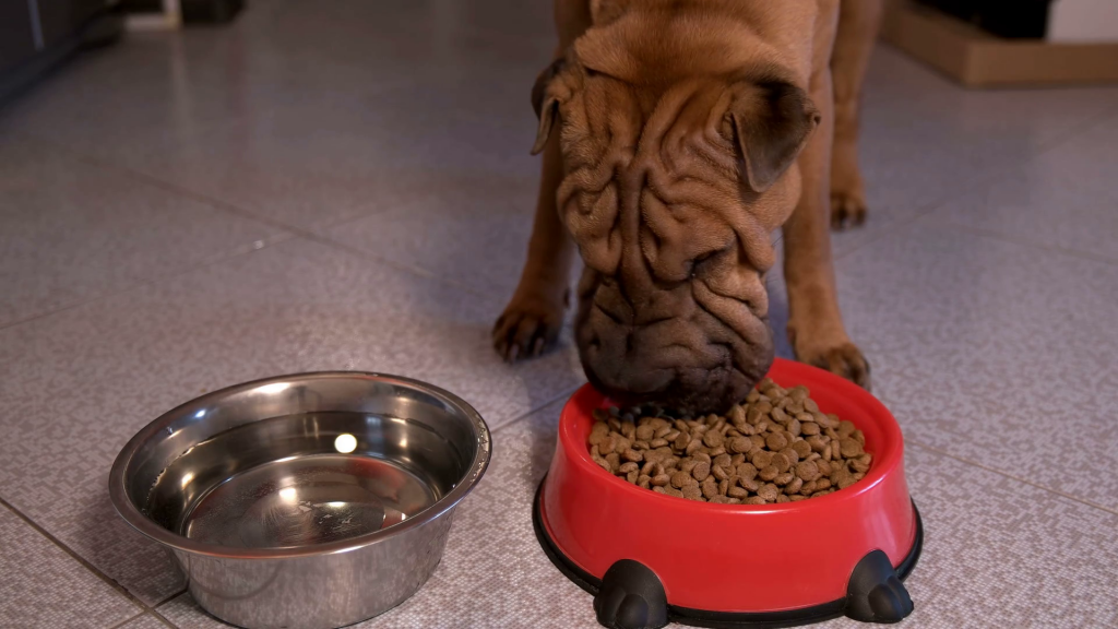 собака шарпей. рацион шарпея. корма для шарпея. корм для щенков шарпея. сухой корм для щенков шарпея.