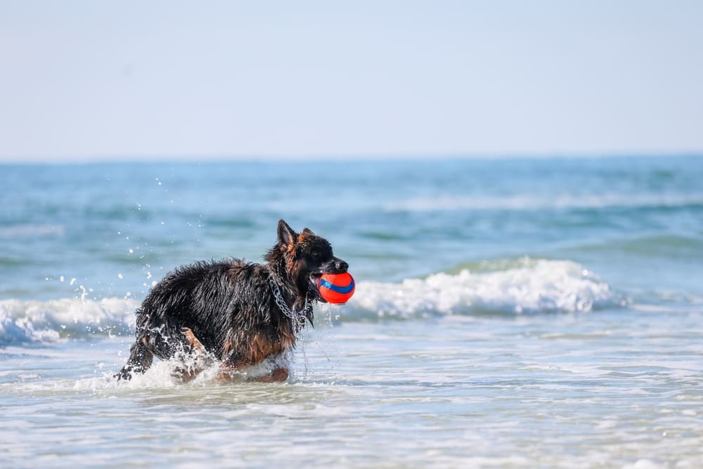 Первая течка у немецкой овчарки свидетельствует о половом созревании собаки