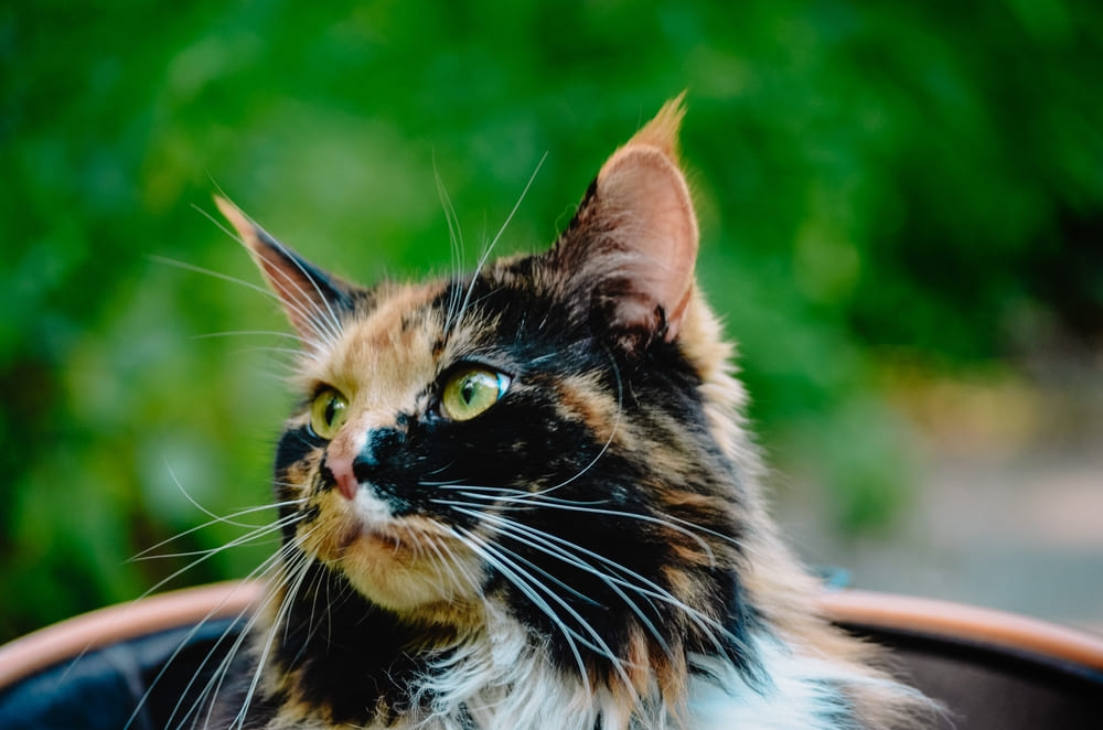 Гигиена влияет на то, сколько проживет мейн-кун