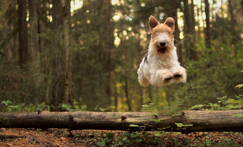 Ключевые факты о фокстерьере