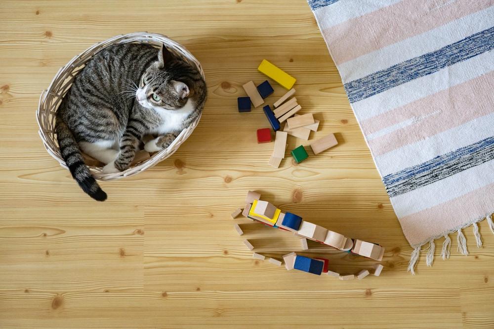 Как понимать язык тела кошки