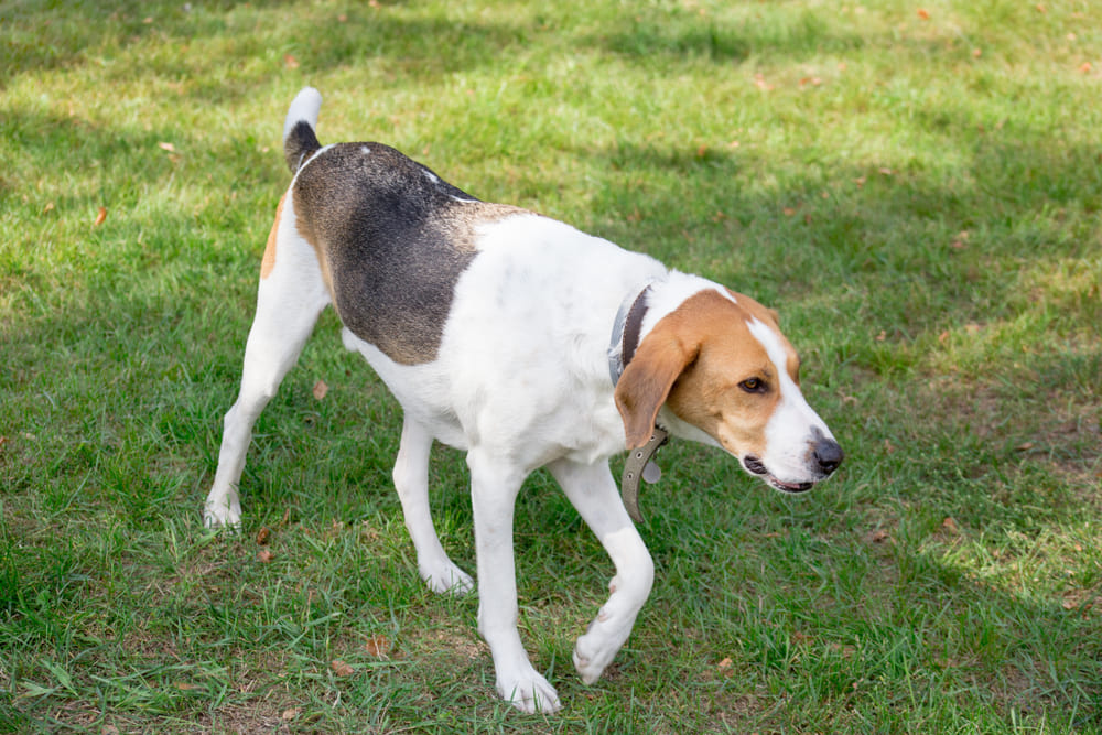 То, сколько прожила русская гончая, можно сравнить с возрастом человека