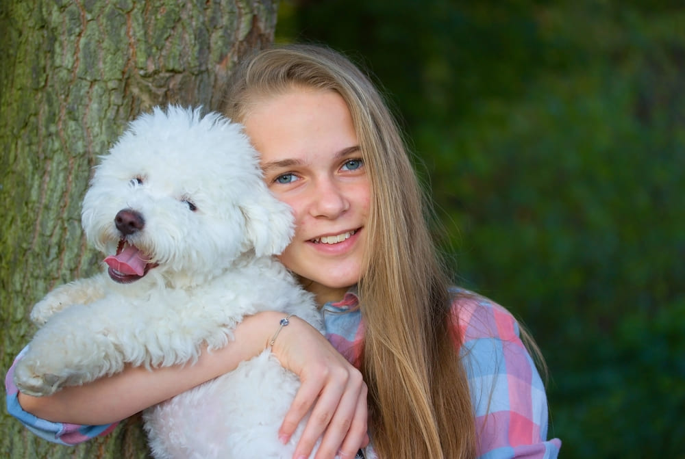 Собаки породы болоньез имеют мало патологий