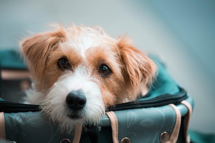 Что делать если ветеринарный паспорт на собаку утерян