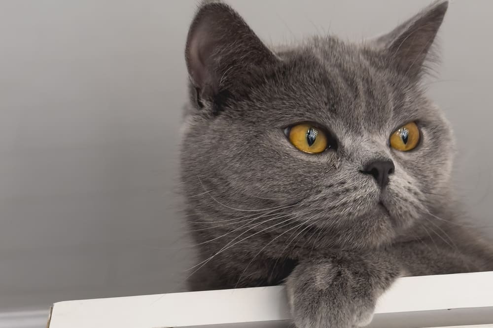 Сколько по времени длится беременность у британской кошки?